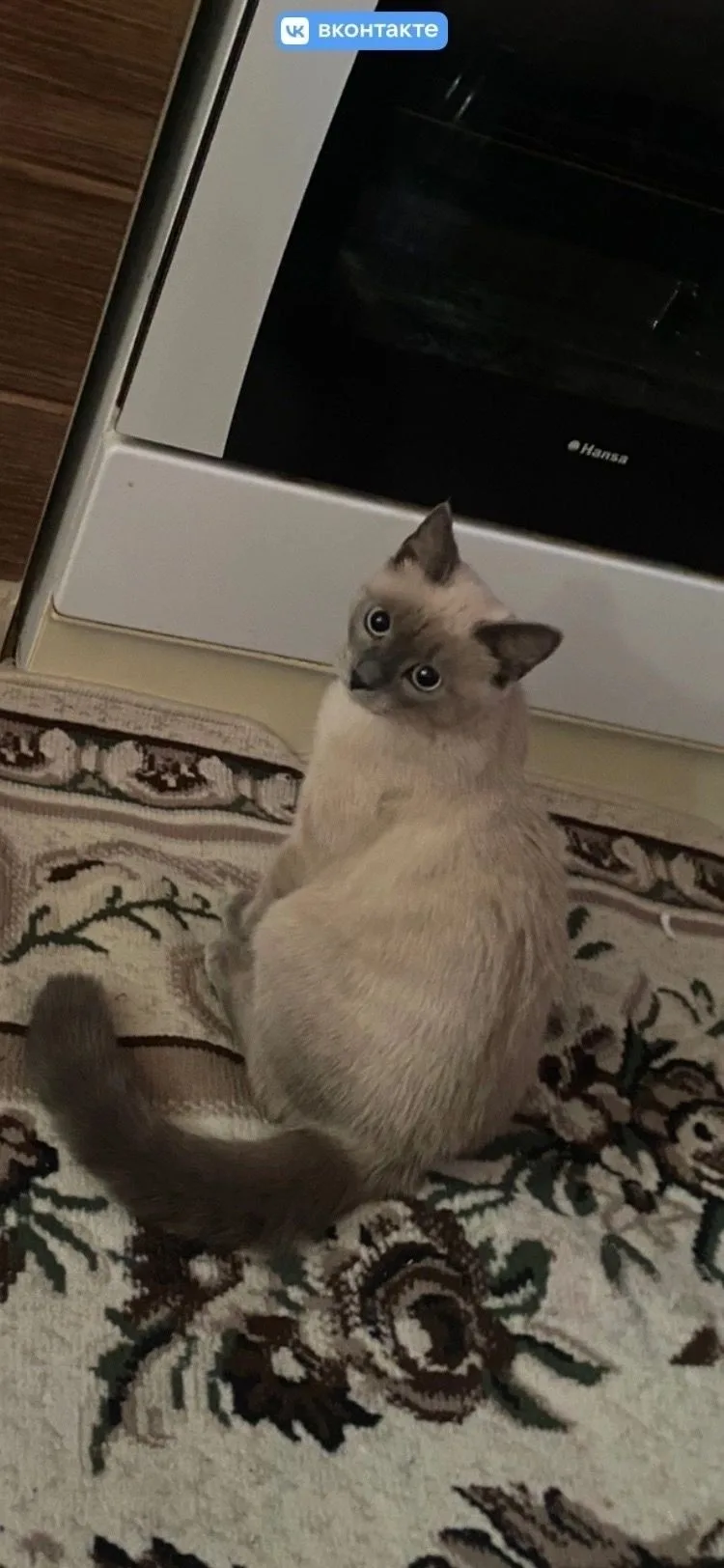 Пропала кошка, зовут Сима.