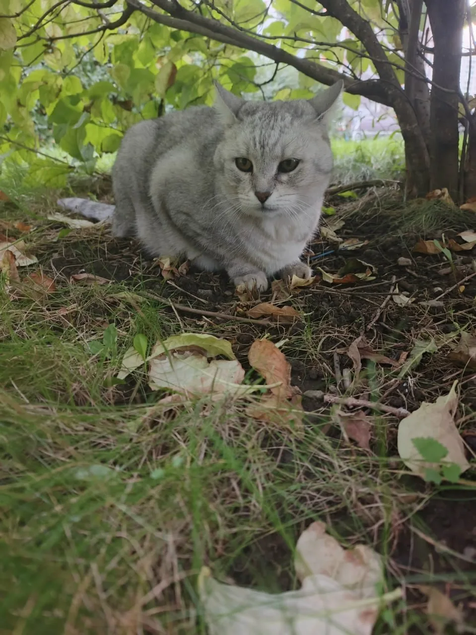 У Английской, 3 корп. 1 гуляет кот с ошейником. Может кто-то терял питомца?