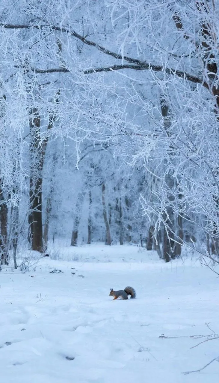 «89КАДР» ПРЕДСТАВЛЯЕТ: УГАДАЙ-КА)))   🥰Друзья, за окном морозы, пока вы сидите дома, поломайте голов