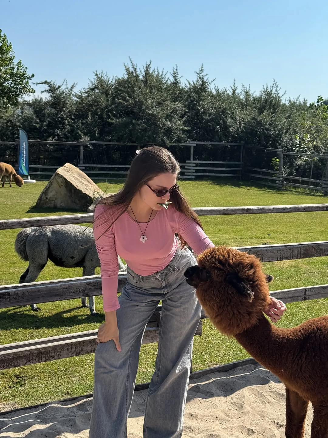 Альпакотерапия 🦙