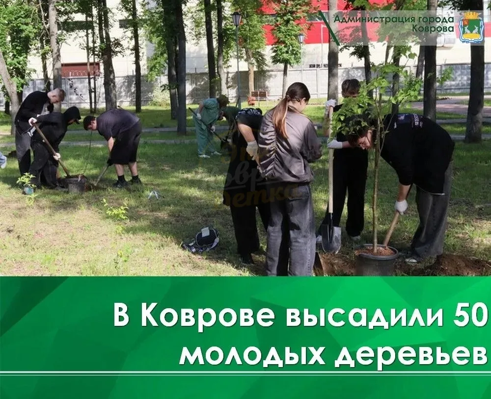 🌳 В Коврове высадили молодые деревья