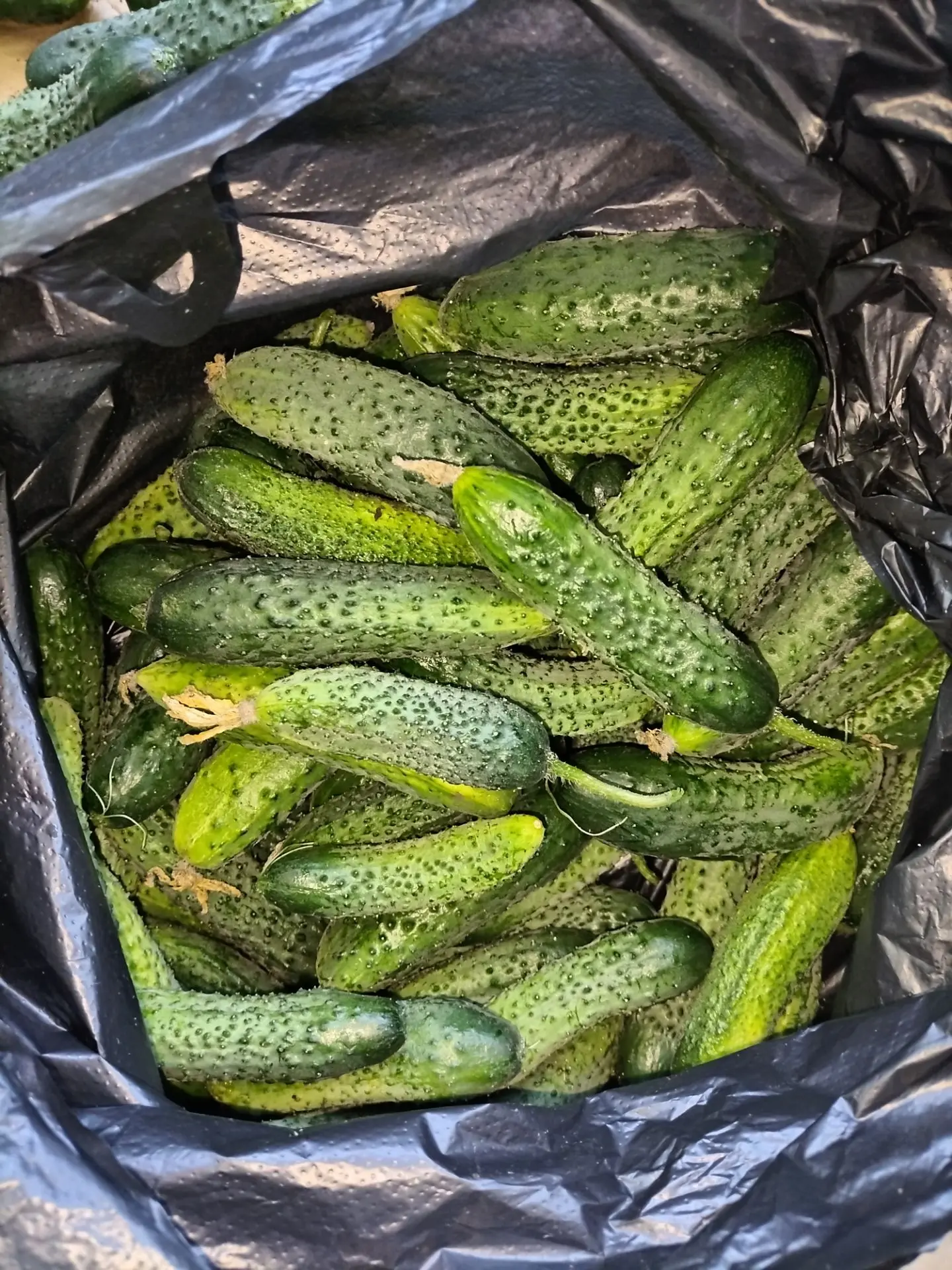 Всем огуречного 😁🥒 утра