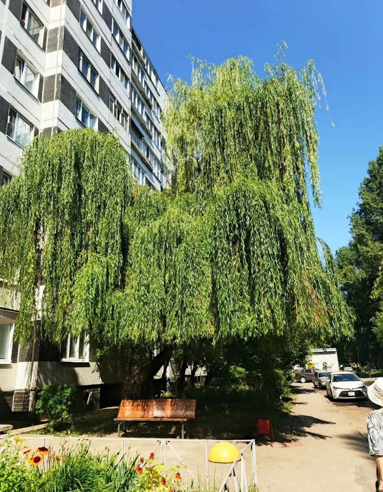 🌳 Бывает берёзка с зеленой прической. А на проспекте Генерала Тюленева, 16 дворник сделал красивую 