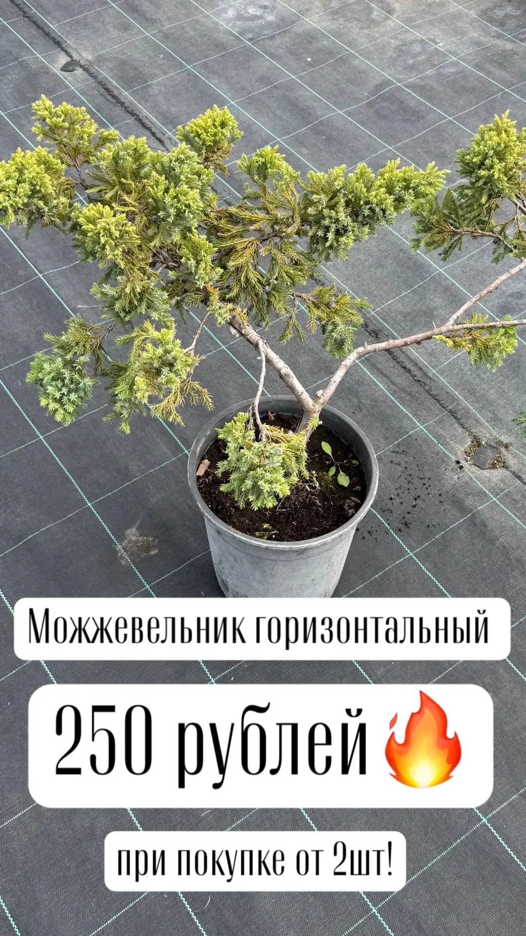 Добрый день 🌺