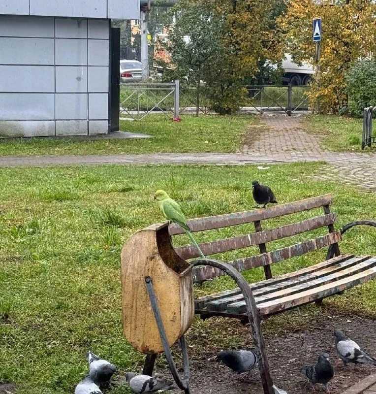 🦜 Попугай-беглец возглавил стаю голубей