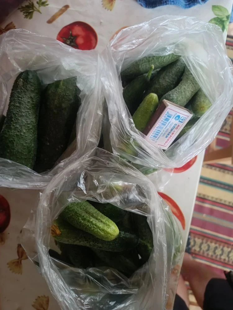 Продам огурцы, только что собраны. 2 килограмма маленьких, засолочных и один килограмм ...