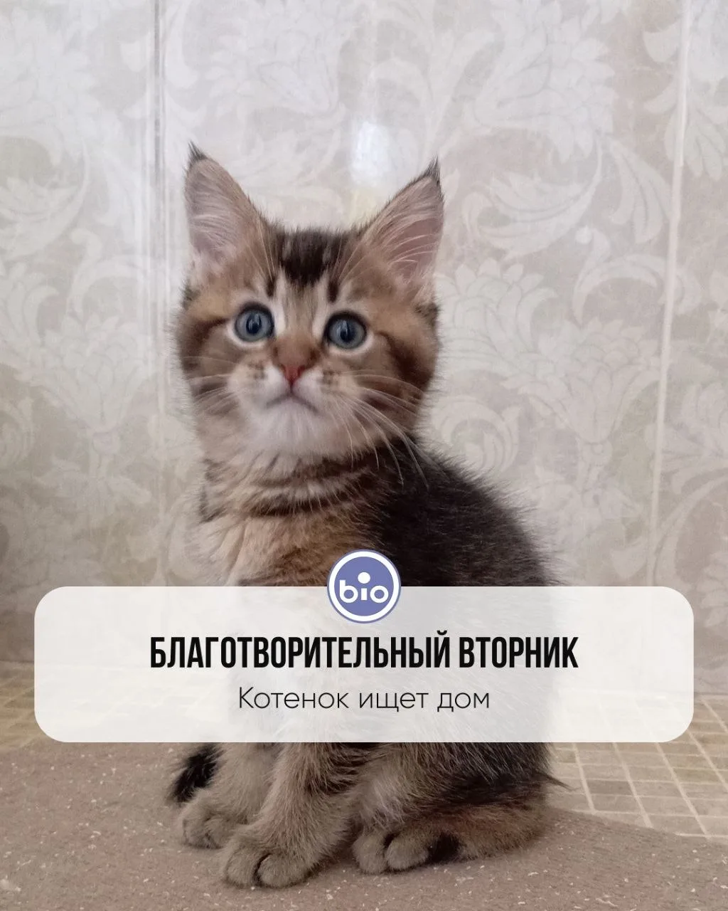 Благотворительный вторник: Особенный малыш ищет дом 🐾