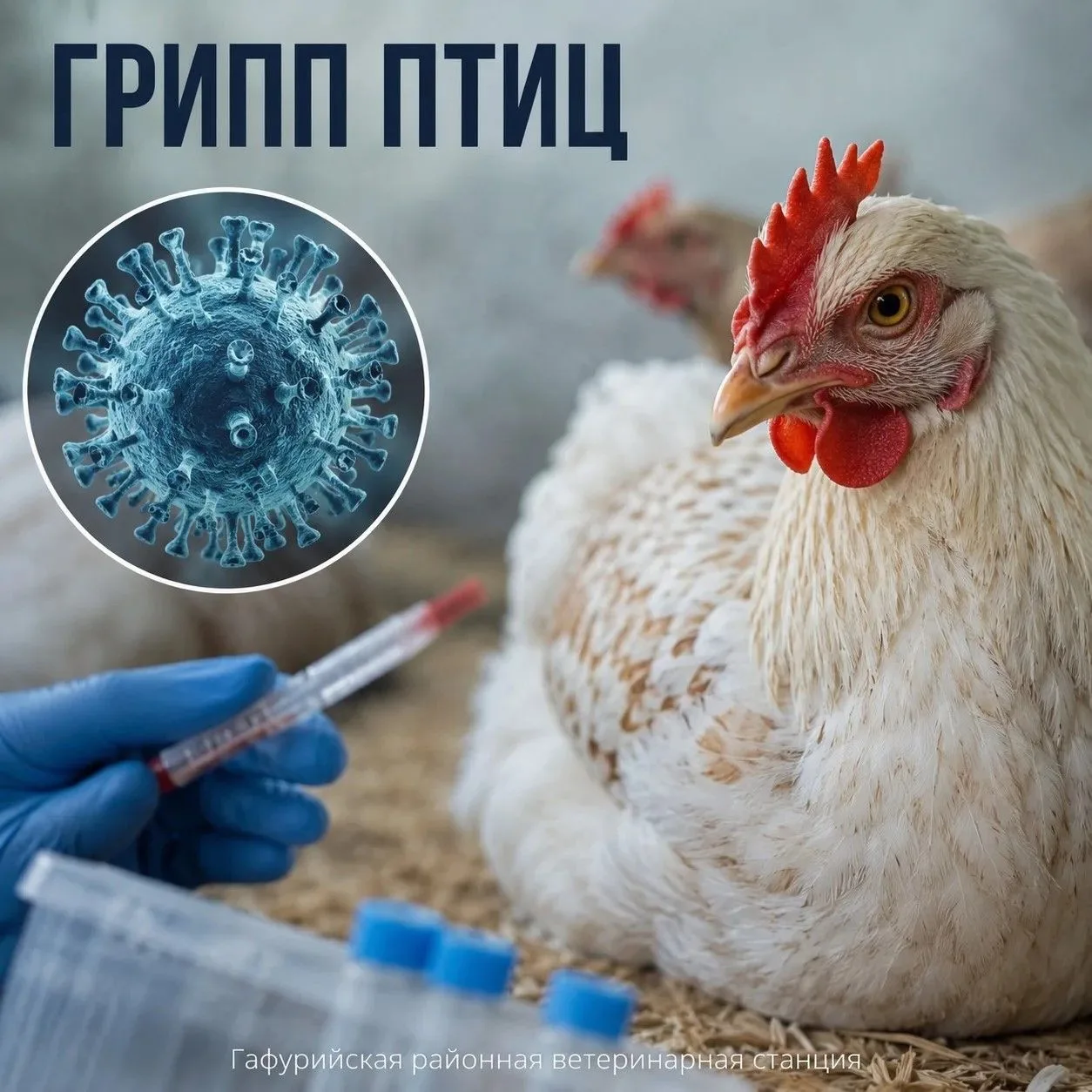 🦠 ГРИПП ПТИЦ: ЧТО НУЖНО ЗНАТЬ ВЛАДЕЛЬЦАМ ПТИЦ И ФЕРМЕРАМ
Птичий грипп — это высококонтагиозное виру