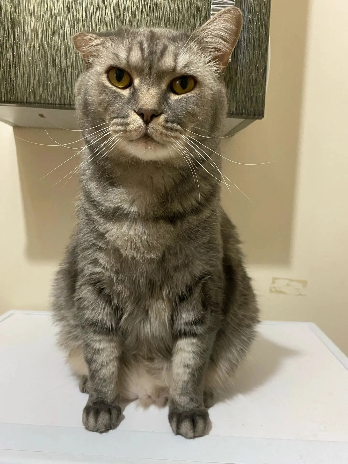 🆘 Срочно ищем добрые и надёжные руки для кота и кошки!