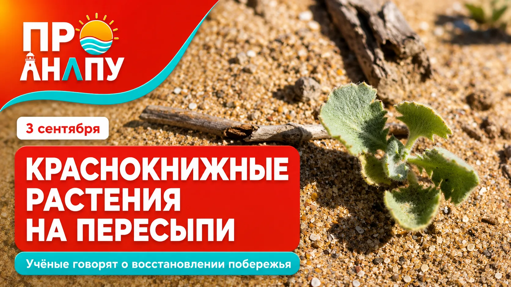 На Анапской пересыпи нашли краснокнижные растения — учёные увидели в этом признаки восс...