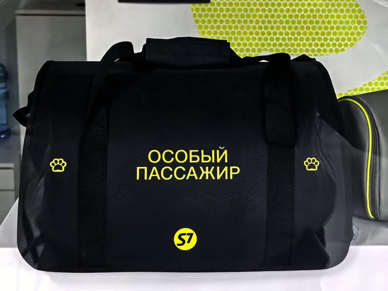 Тот случай, когда у кота статус выше, чем у хозяина
