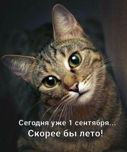 😺Милые котики