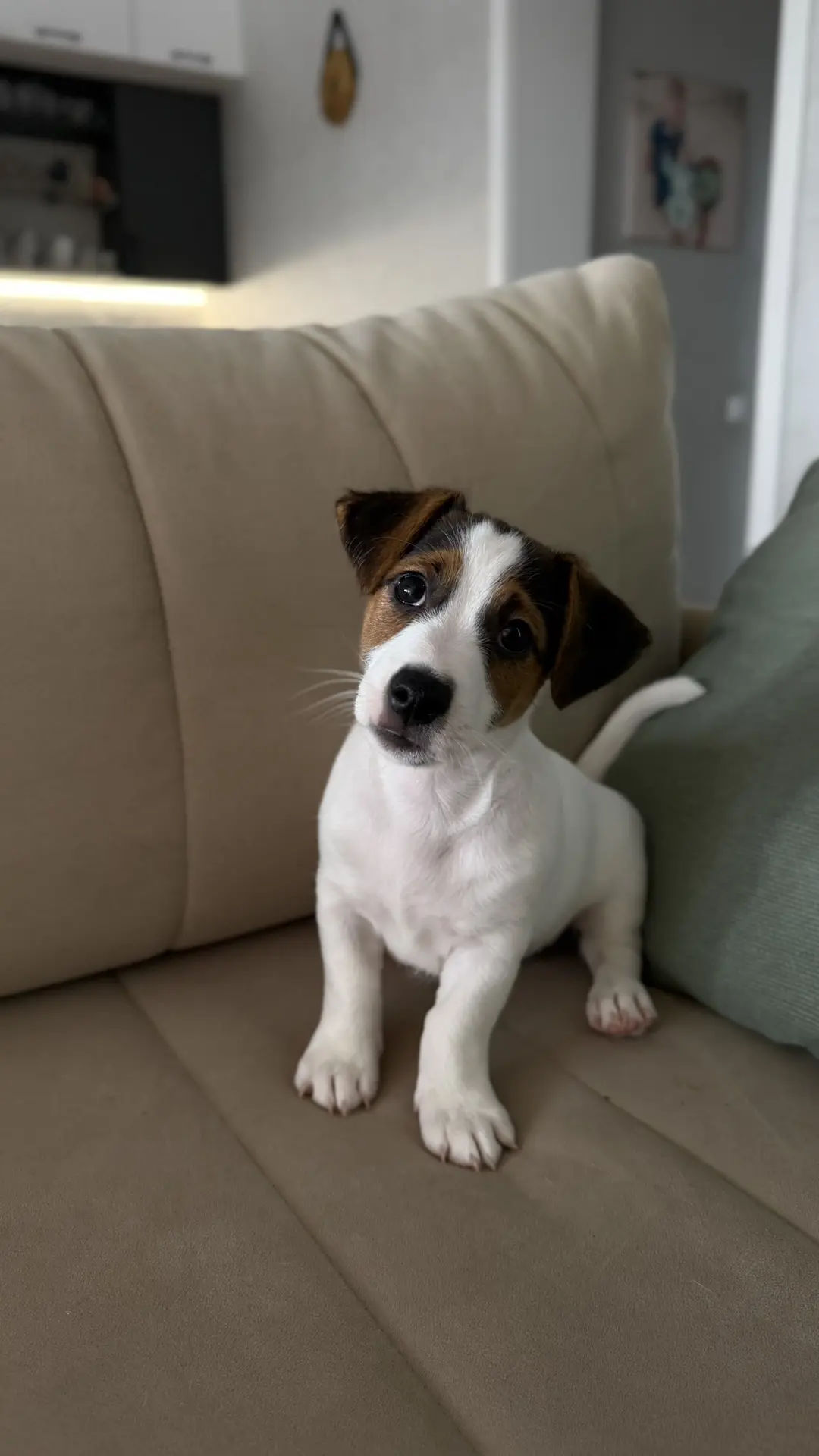 У нас остались свободны два щеночка 🥰мальчик и девочка 🐶