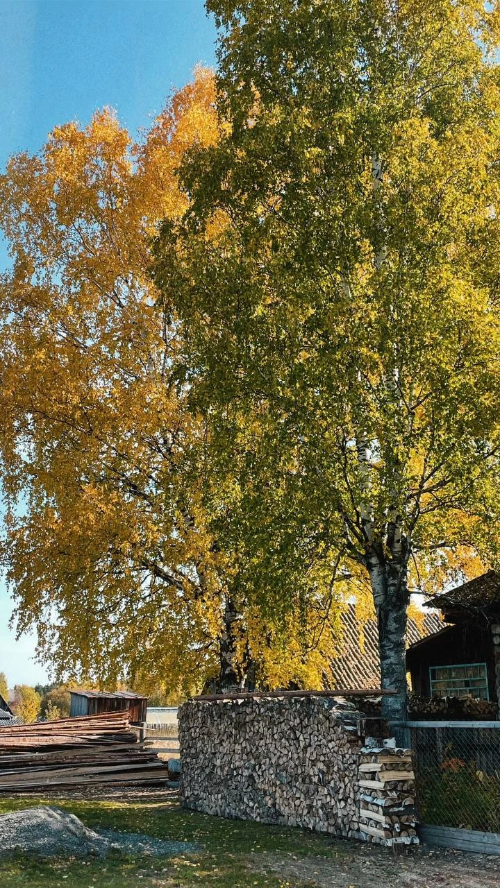 Продолжи фразу: осень в деревне это - … 👇🏼