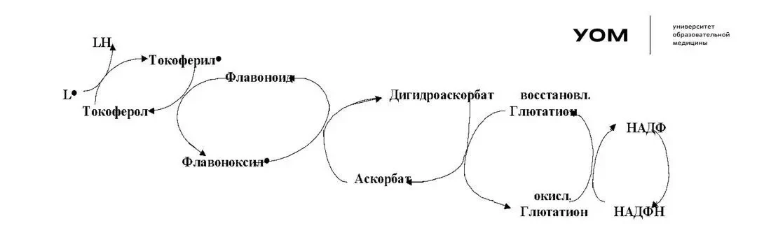 ПОЧЕМУ ВО ВРЕМЯ ТЕМПЕРАТУРЫ НЕ РЕКОМЕНДУЕТСЯ ВИТ С И ДРУГИЕ АНТИОКСИДАНТЫ.