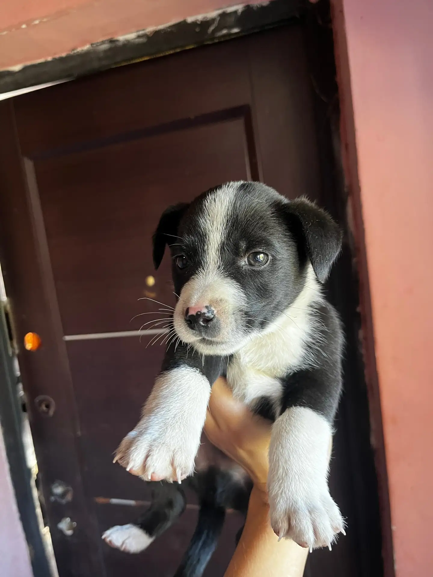 Ищем дом и добрые руки для малышей🥰