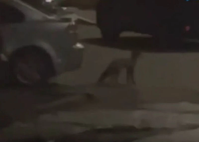 🦊Лиса вышла к людям в Орле.