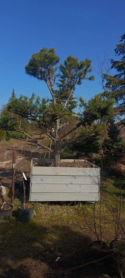 🌲Продолжаем работать над тем, чтобы наши проекты в Нижнем Новгороде становились ещё кр...