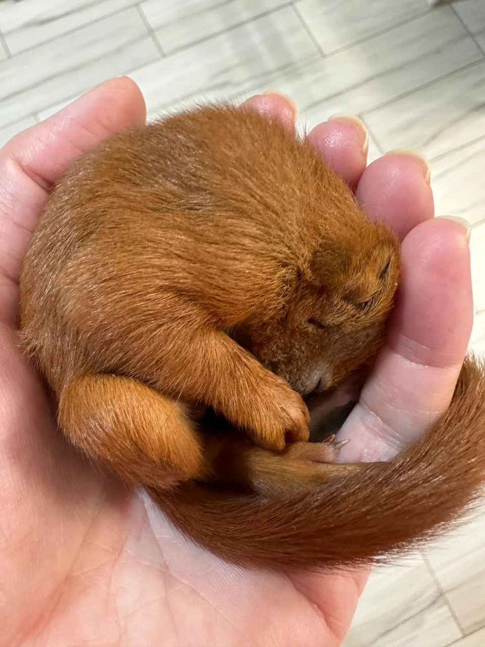 🐿️🏡 Адвокат из Гурьевска построила дом для диких белок, попавших в беду