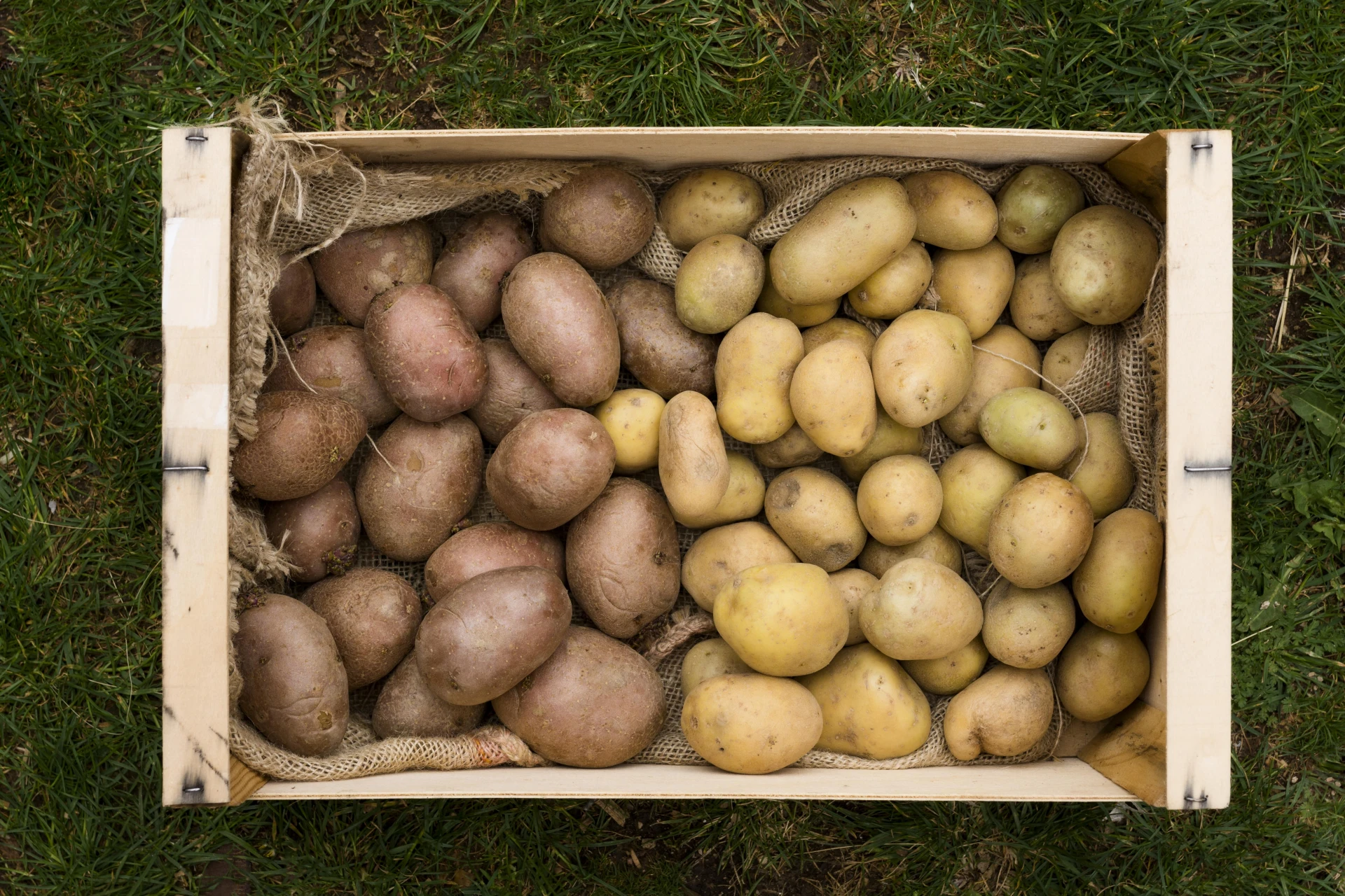 🥔 Приморцы могут купить картофель по акции