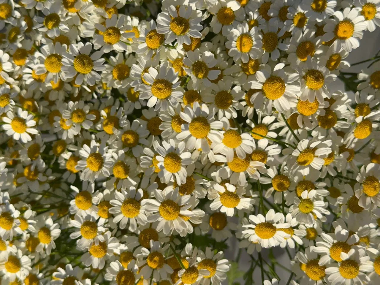 Если бы лето в России было цветком, мы уверены — это была бы ромашка 🌼