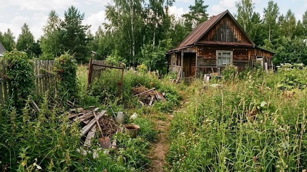 91 тысяча россиян могут лишиться земельных участков. Владельцам заброшенных земель, кот...