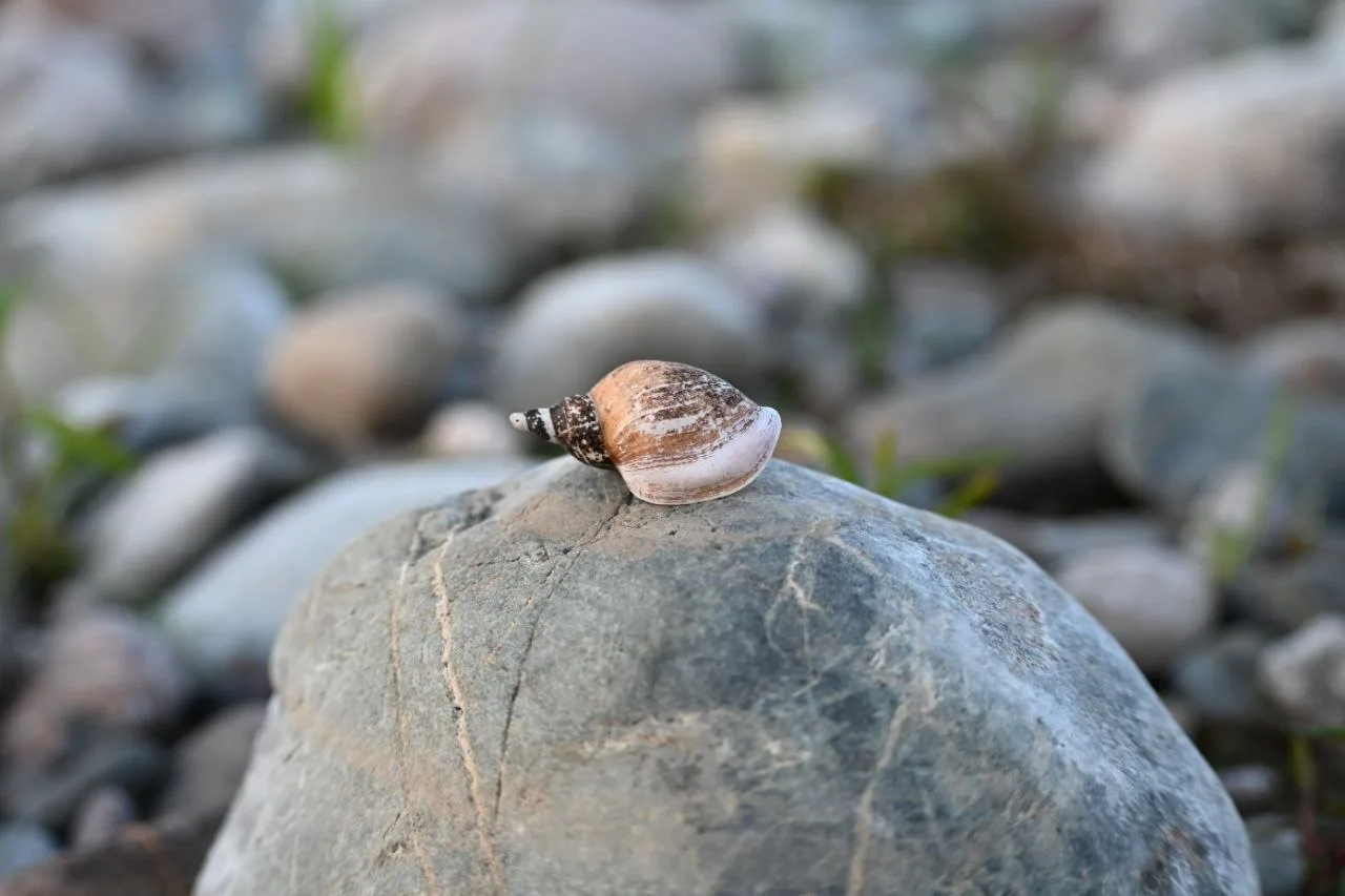 Сегодня Всемирный день водных животных! 🐚