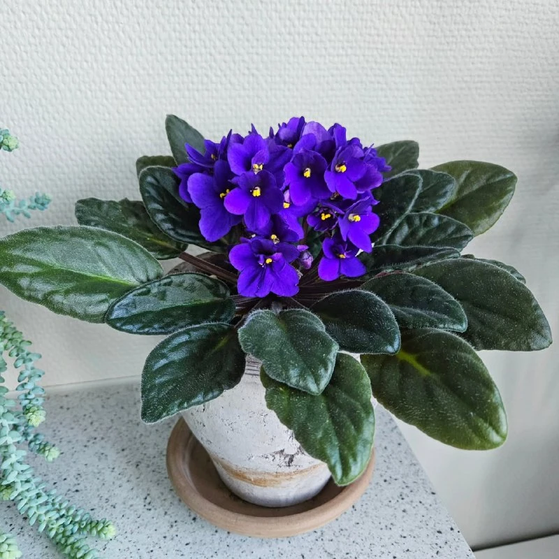 Сенполия — нежная узамбарская фиалка 🌸