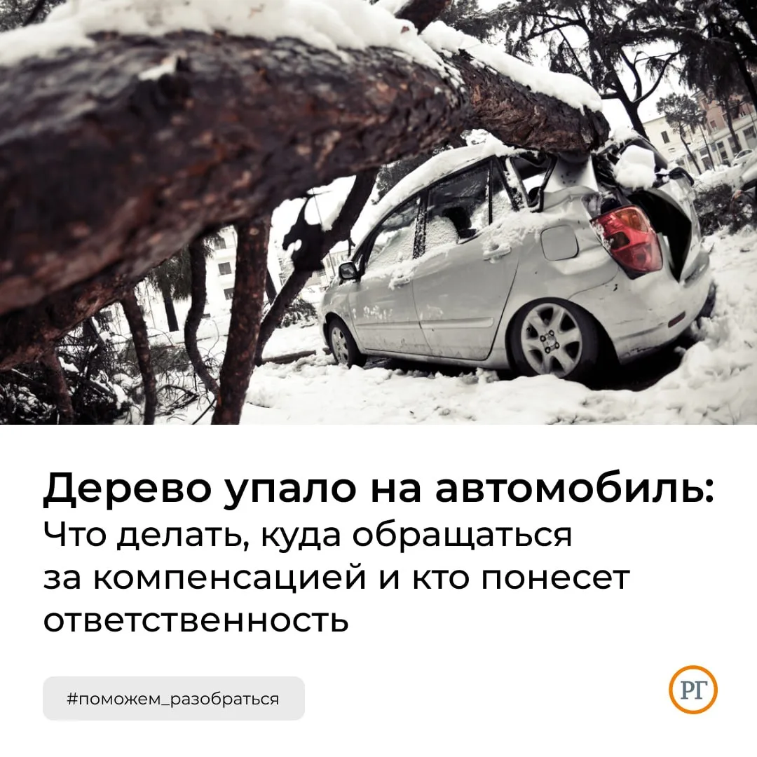 Дерево упало на автомобиль: Что делать, куда обращаться за компенсацией и кто понесет о...
