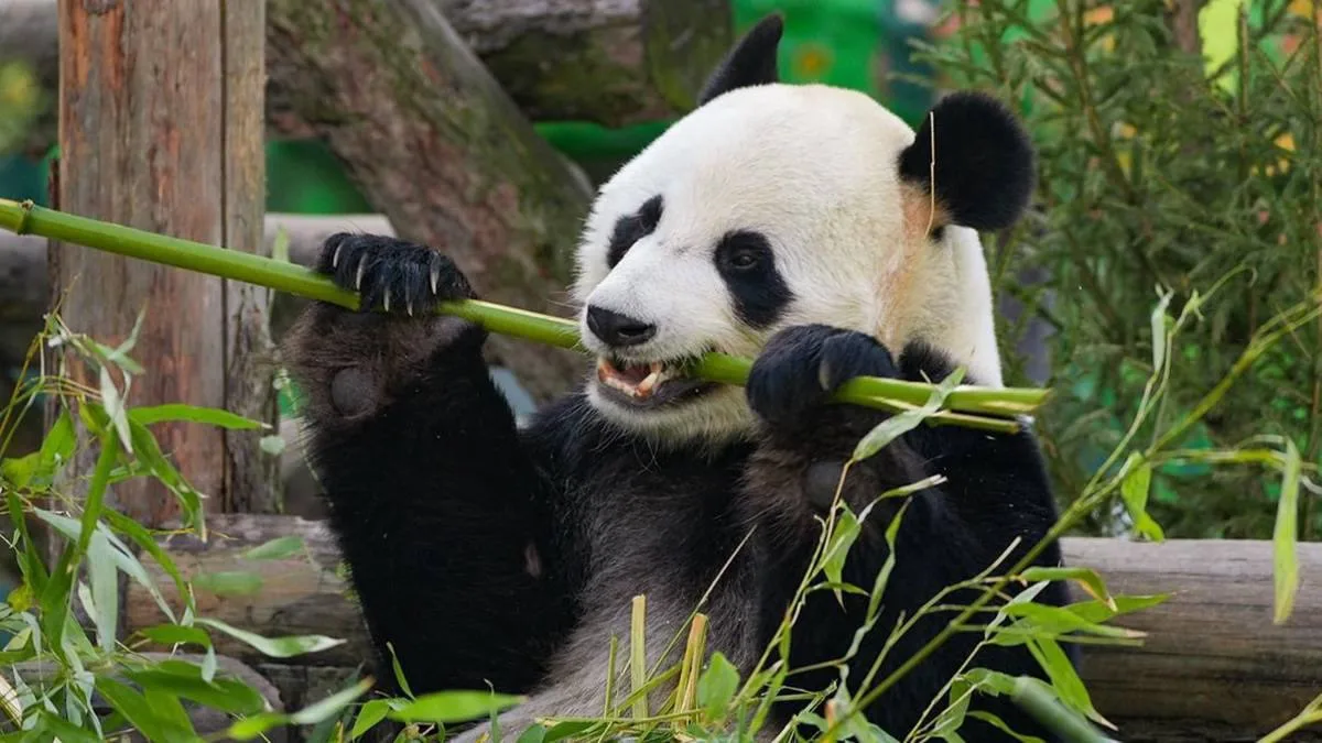 🐼 Неделя панд в Московском зоопарке — фестиваль «Азия в зоопарке», поздравления и программа для все