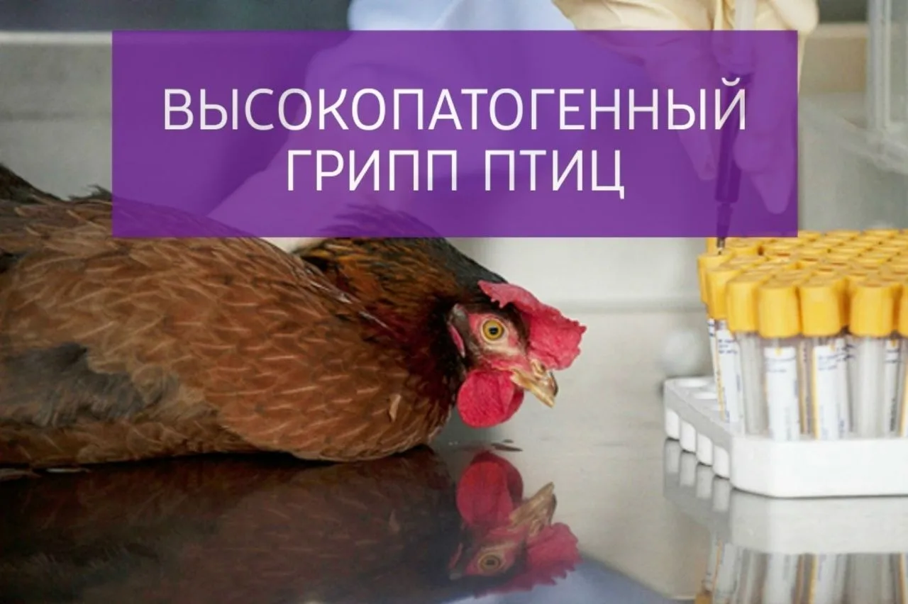 Высокопатогенный грипп птиц (ВГП) – это острое вирусное заболевание диких и домашних пт...