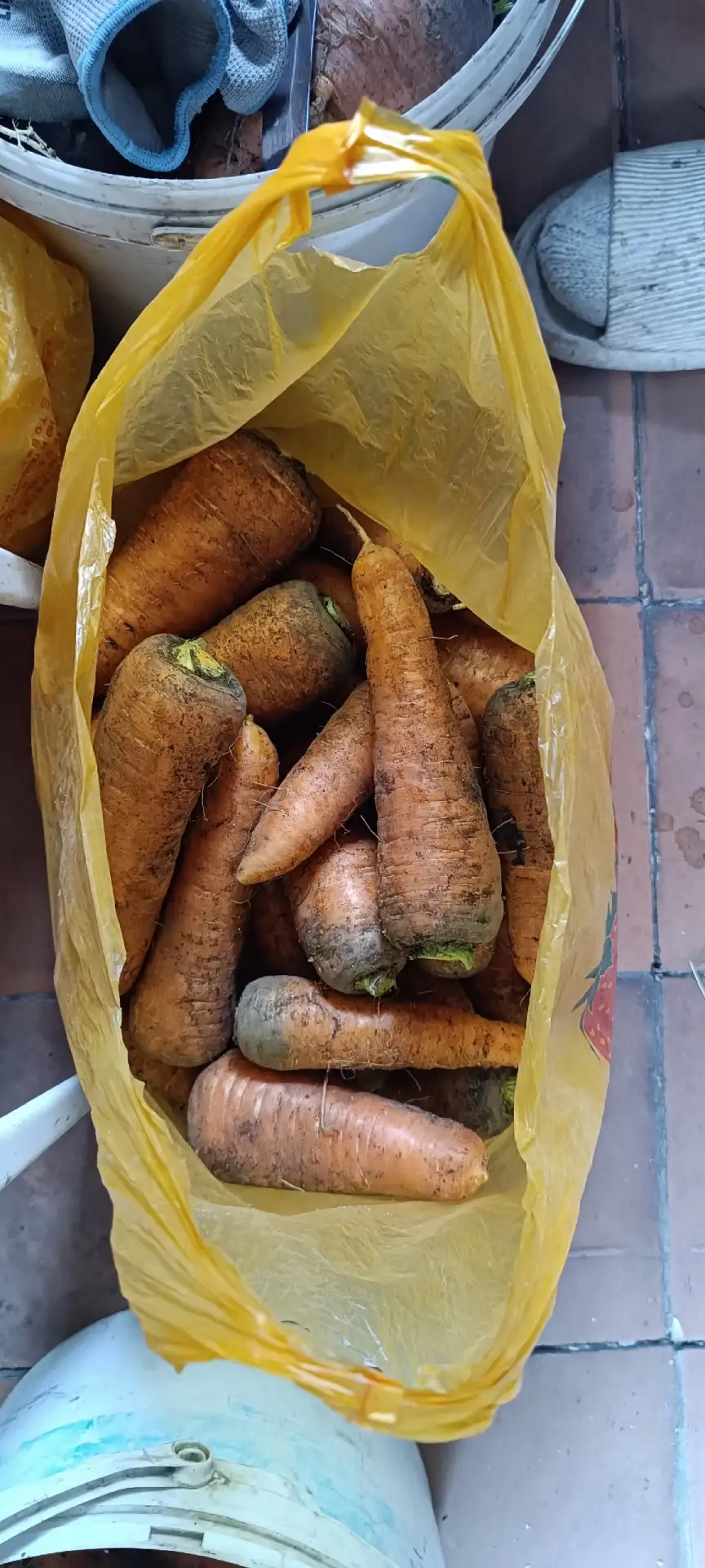 Привезу под заказ завтра. Забирать бул Олимпийский д.12. Морковь 🥕- 40 р/кг, свекла 🫜...