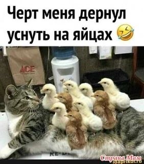 #юмор