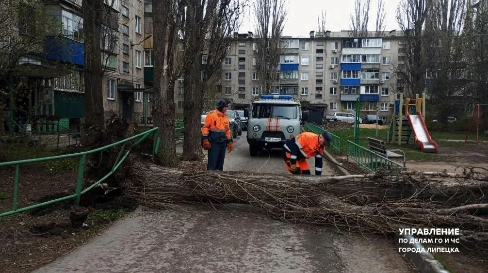 В Липецке за выходные ветер повалил восемь деревьев  После порывов на улицах появились препятствия, 
