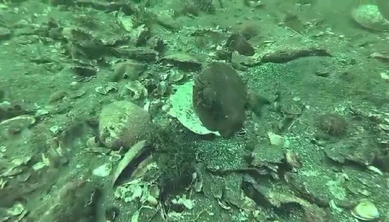 🌊 Дайверы оспорили версию учёных о причине мора гребешка