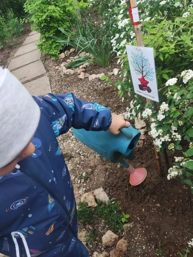 🌿Белый клен как символ жизни. 🌿