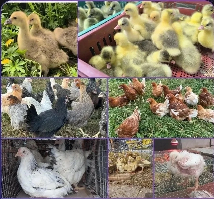 🐓🐓🐓🐓🐓🐓
Последняя в этом году
ПРОДАЖА СЕЛЬХОЗ.ПТИЦЫ !

НЕСУШКИ- МОЛОДКИ, ДОМИНАНТЫ, УТКИ, ГУСИ,