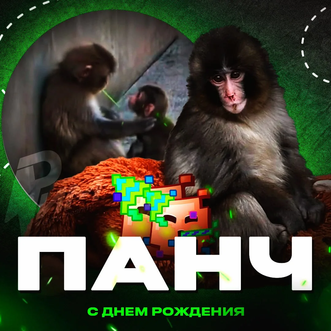 🥳 У обезьянки Панча сегодня день рождения — маленькому защитнику малышей исполнился год

Когда-то о
