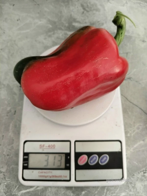 🌶Жительница Тамбовской области Светлана Кодолова вырастила на своём огороде перец-тяже...