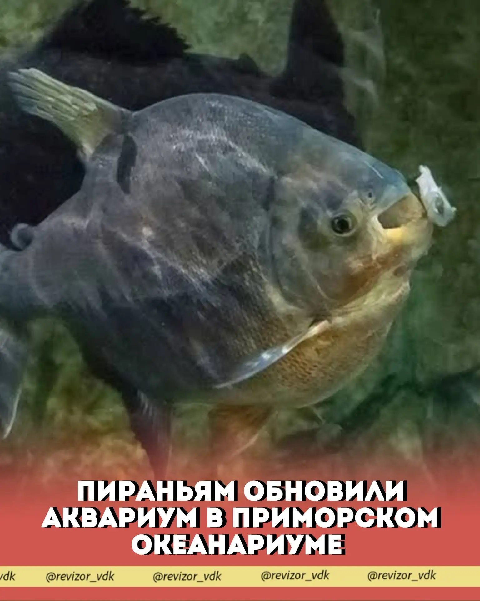 Пираньям обновили аквариум