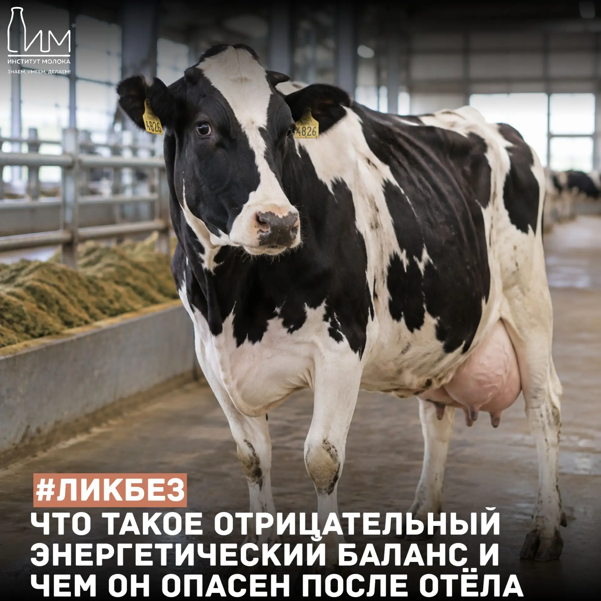 🥛 Молочный ликбез: что такое отрицательный энергетический баланс и чем он опасен после...