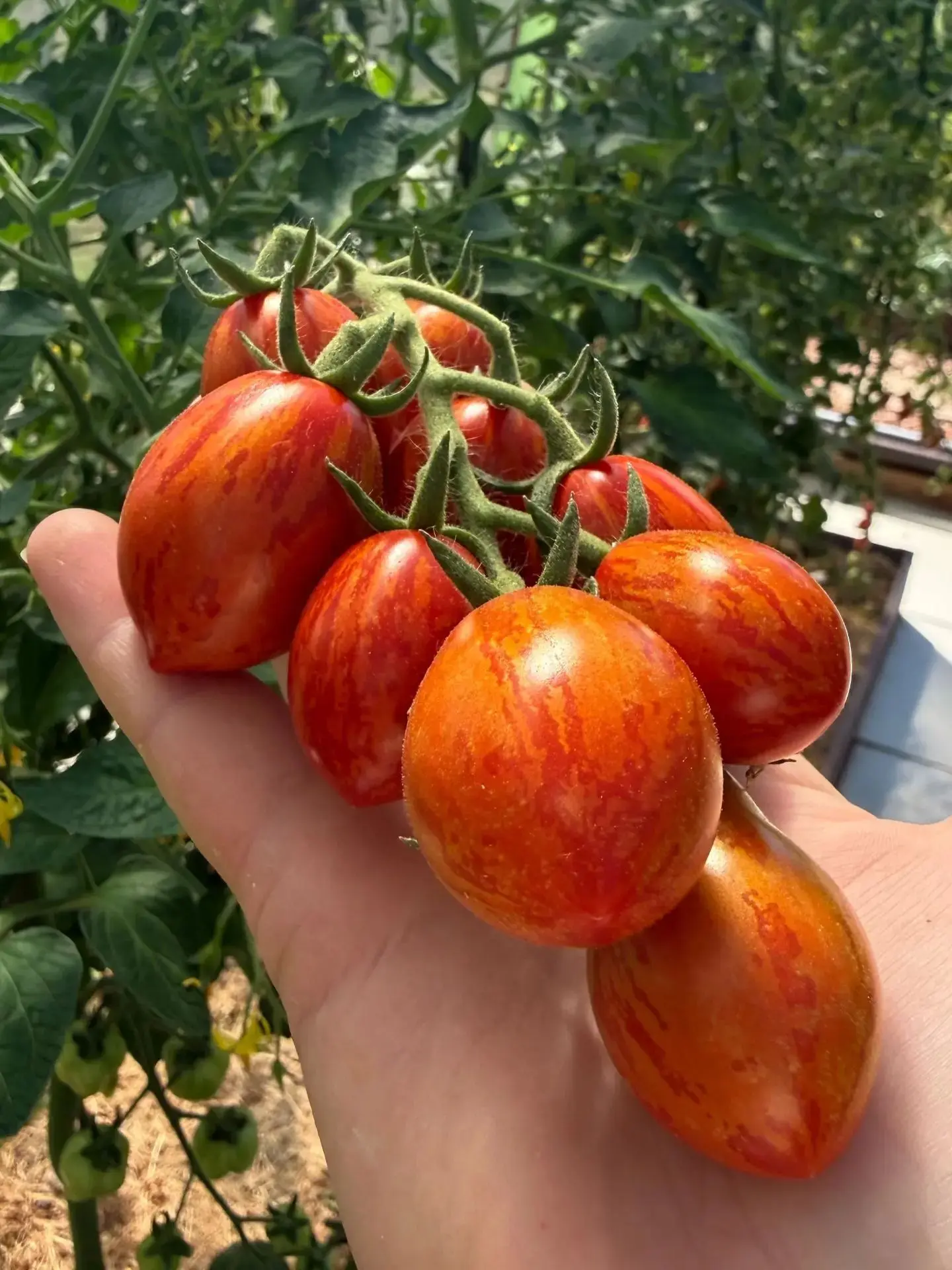 Томатные новинки 2026 года.

🍅 Дорогие друзья, мы рады приоткрыть завесу тайны над нашим будущим ас