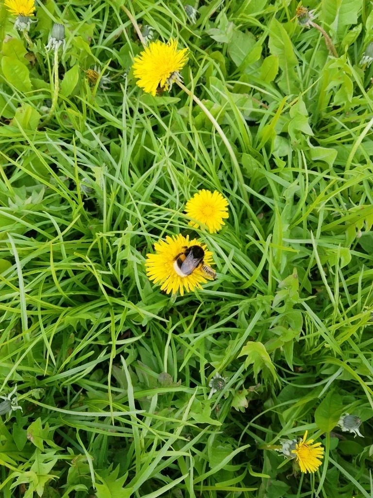 День одуванчика!🌼☀️🌈