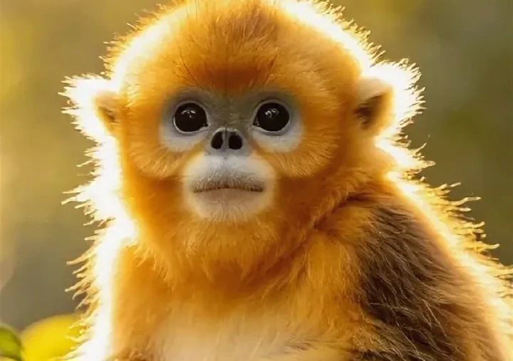 ☘☘☘7 августа начинается месяц Огненной Обезьяны🐒🐒🐒

Это будет яркий, динамичный и во многом повор