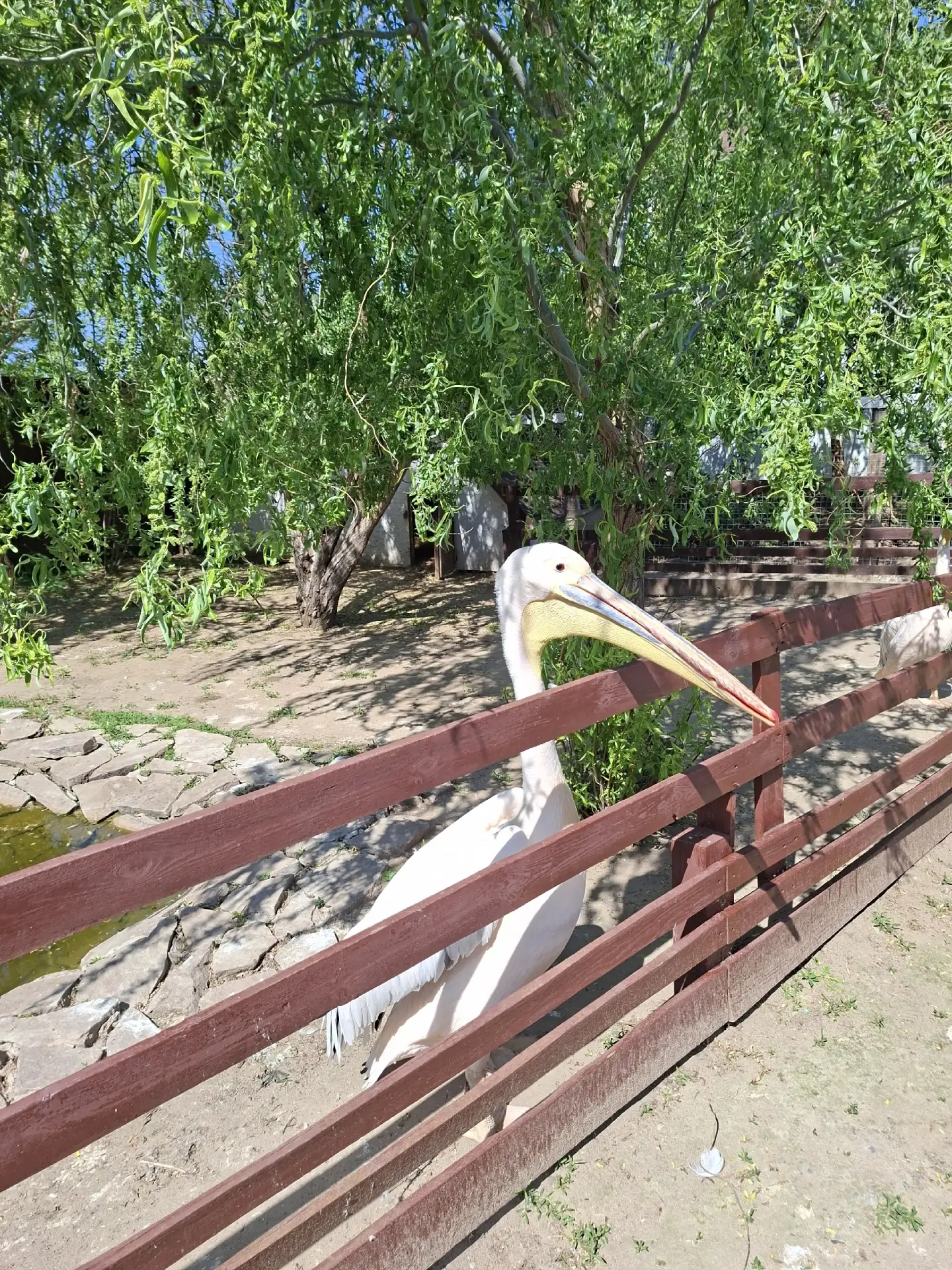 В 1а классе (Заболотнева Е.И.)состоялся выездной урок на ферму экзотических птиц в "Калинин - парк".
