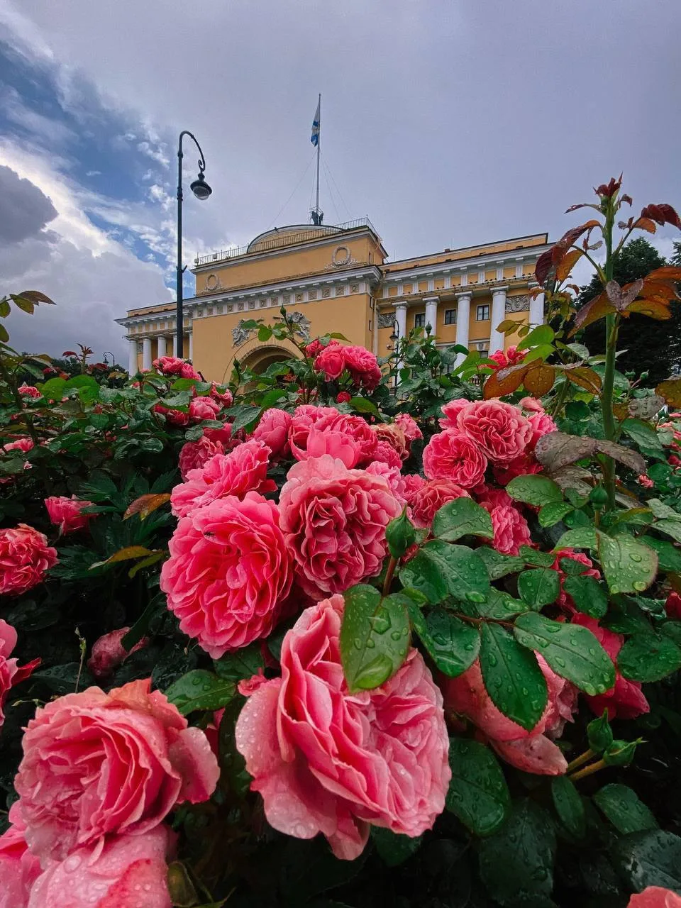 🌸 У Адмиралтейства сейчас особенно красиво — клумбы утопают в цветах, а летнее солнце делает одну и
