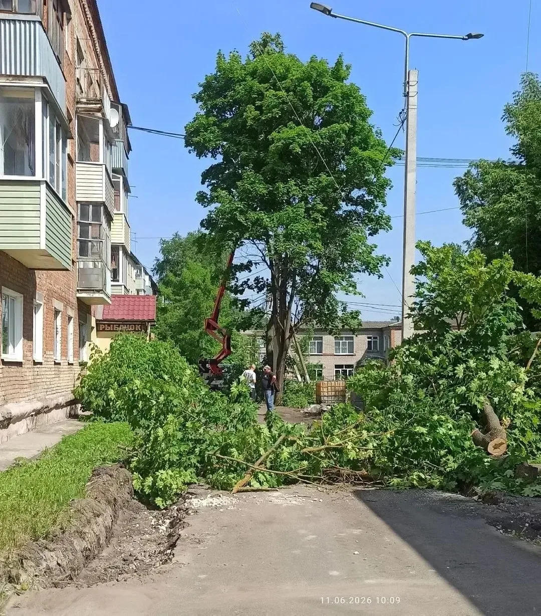 😨Опять деревья?