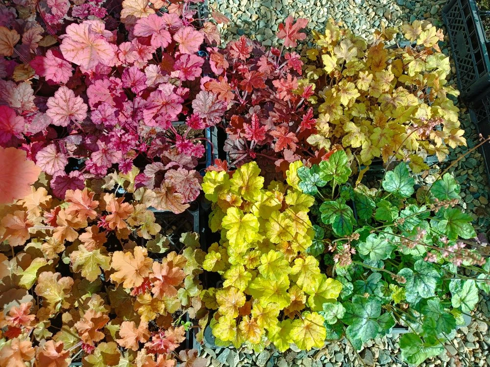 Всем доброе утро, красоты вам❤🌷🌱все гейхеры с фото в наличии🍁