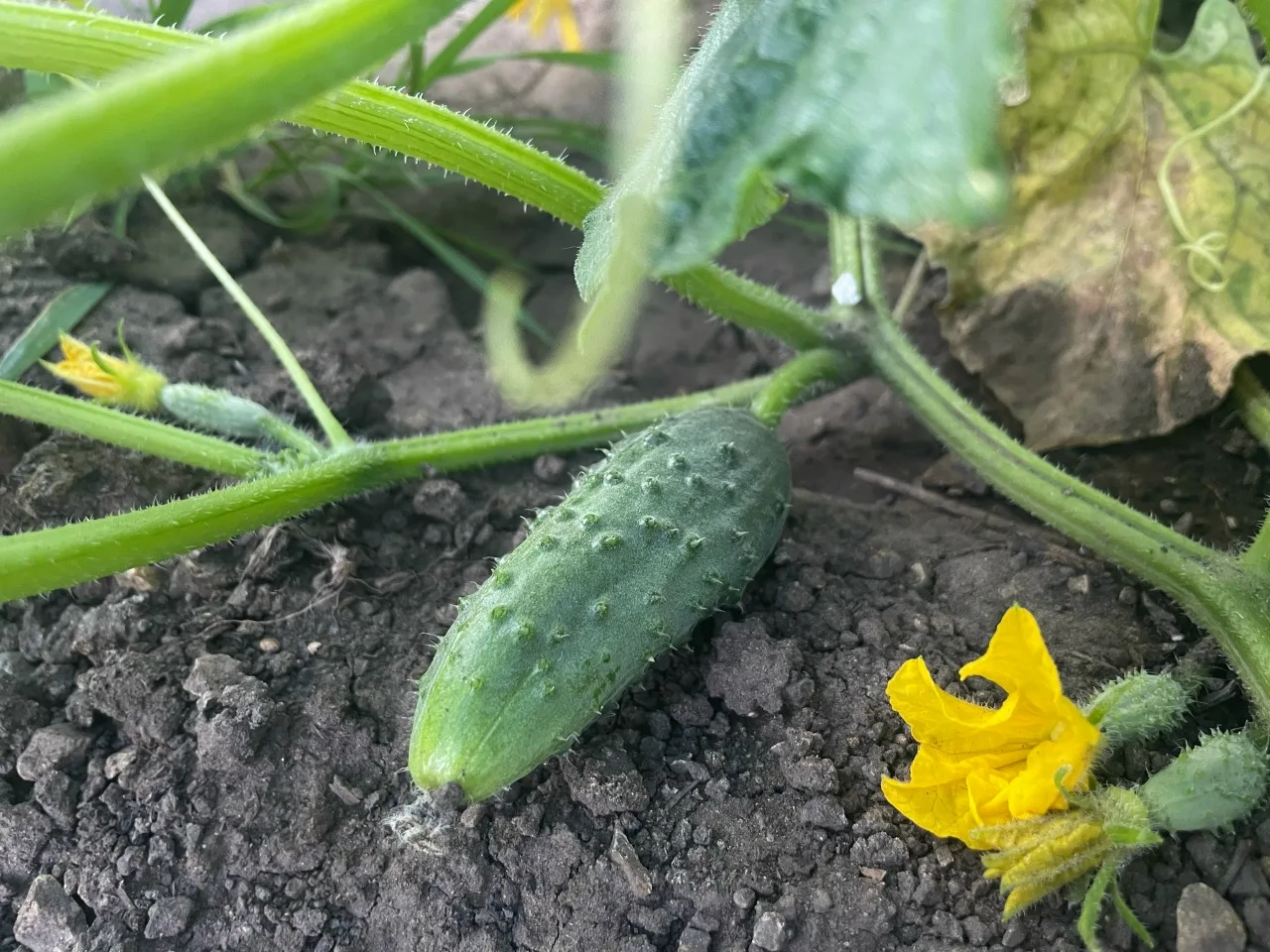 🥦  Овощи борщевого набора подорожали, сезонные — подешевели