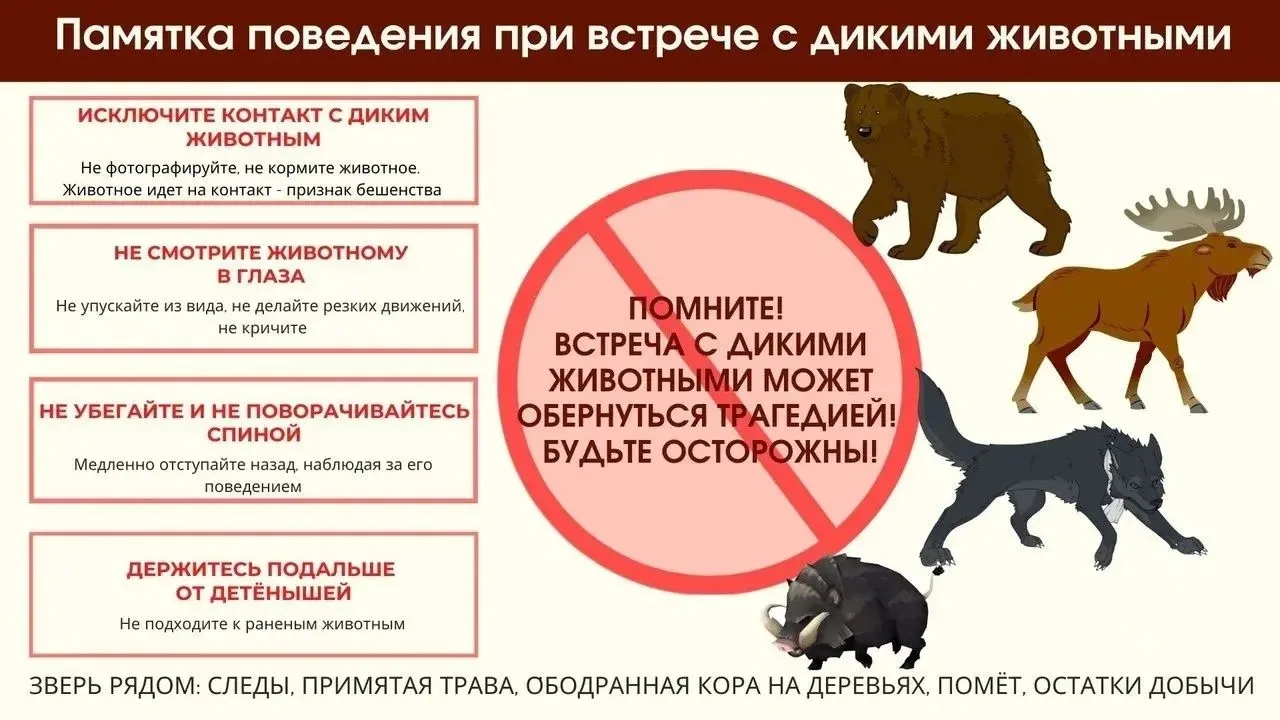 🌿 🦊 Дикие соседи: кого можно встретить в природе Омской области?